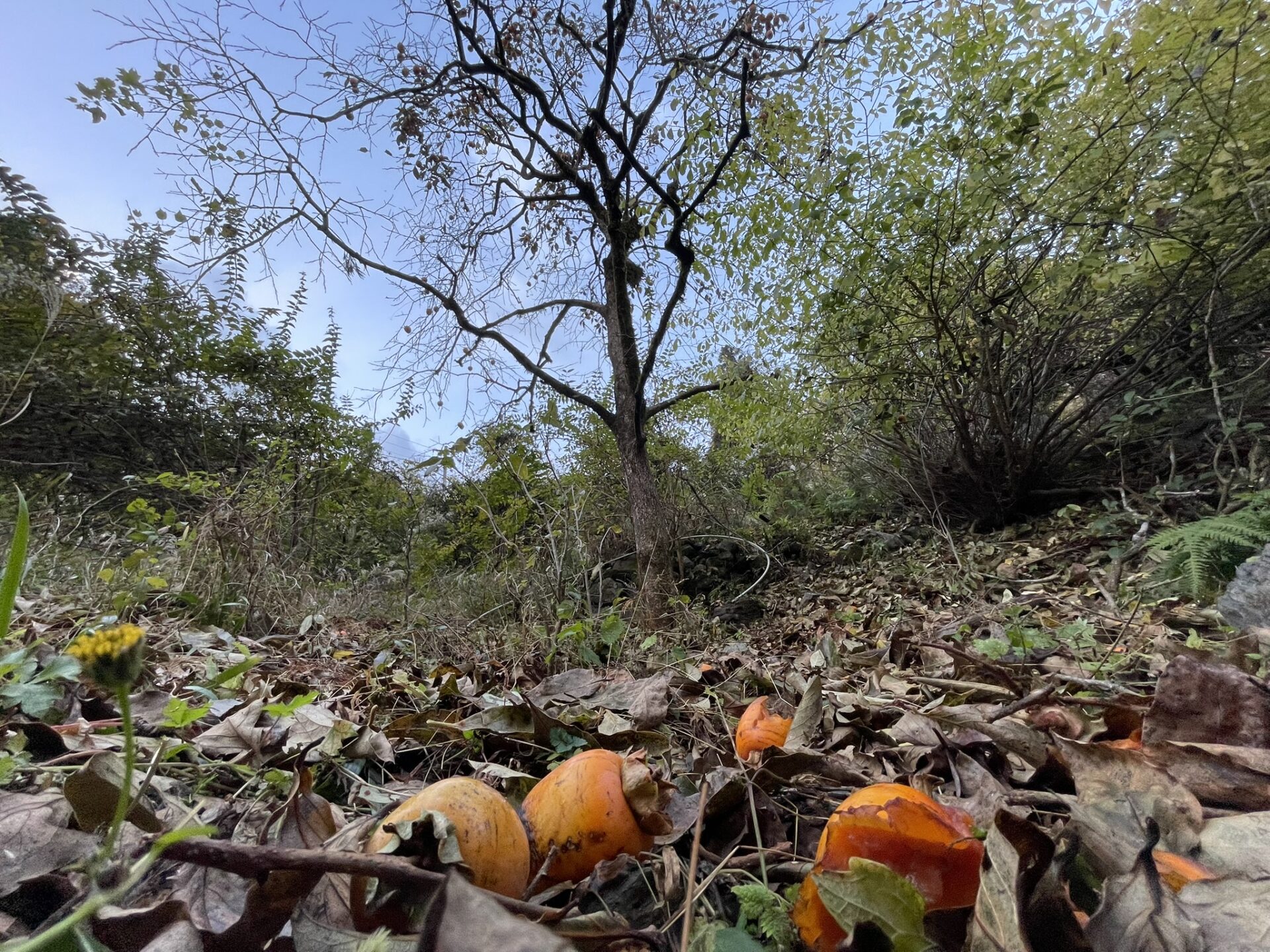 出没環境:空き家敷地内のカキノキと周囲の藪