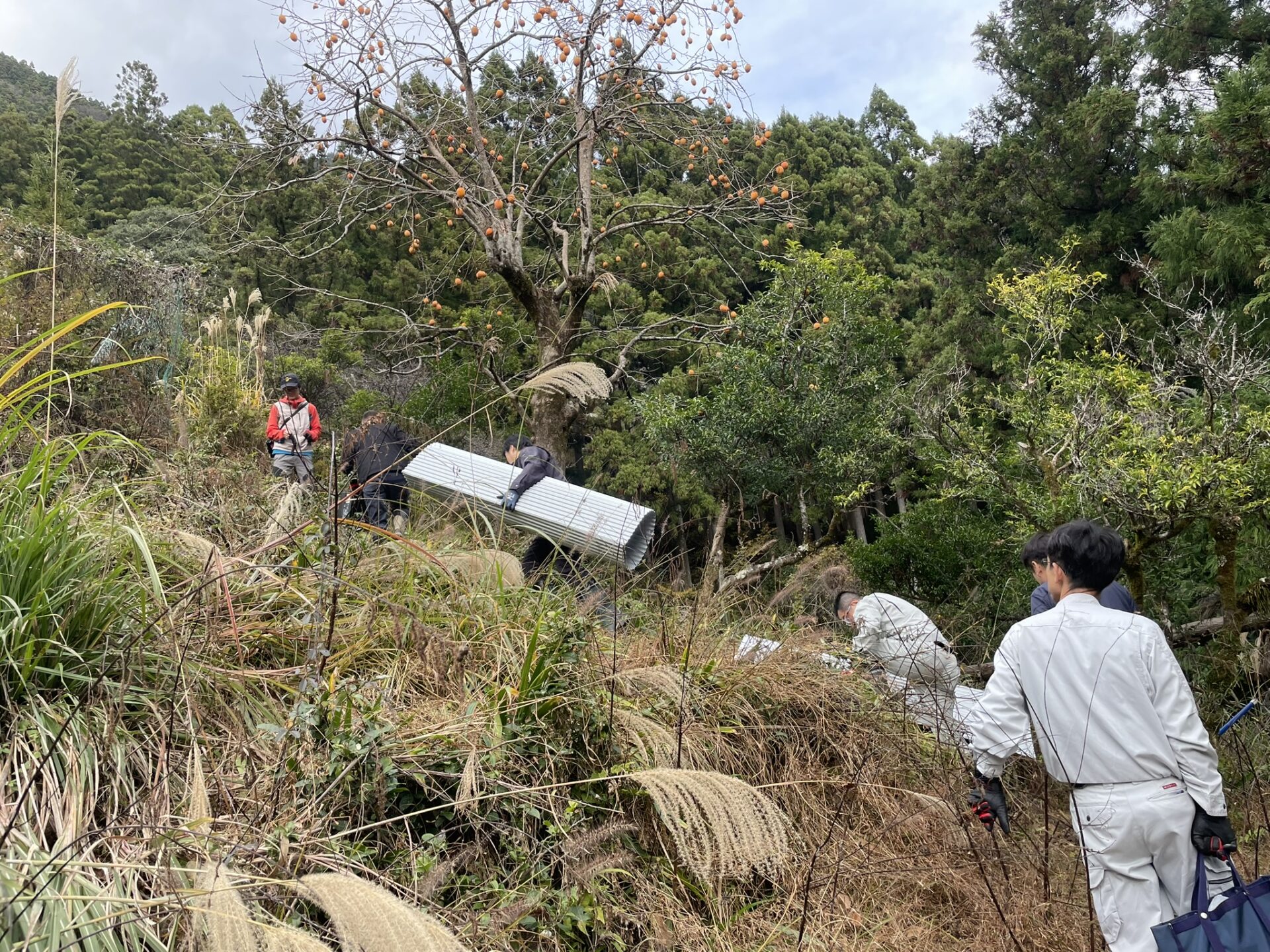 柿の実の掃除とトタン板による登攀防止対策