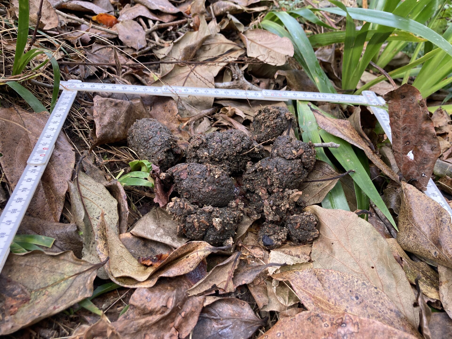 柿の実の掃除とトタン板による登攀防止対策